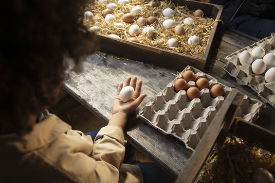eggs